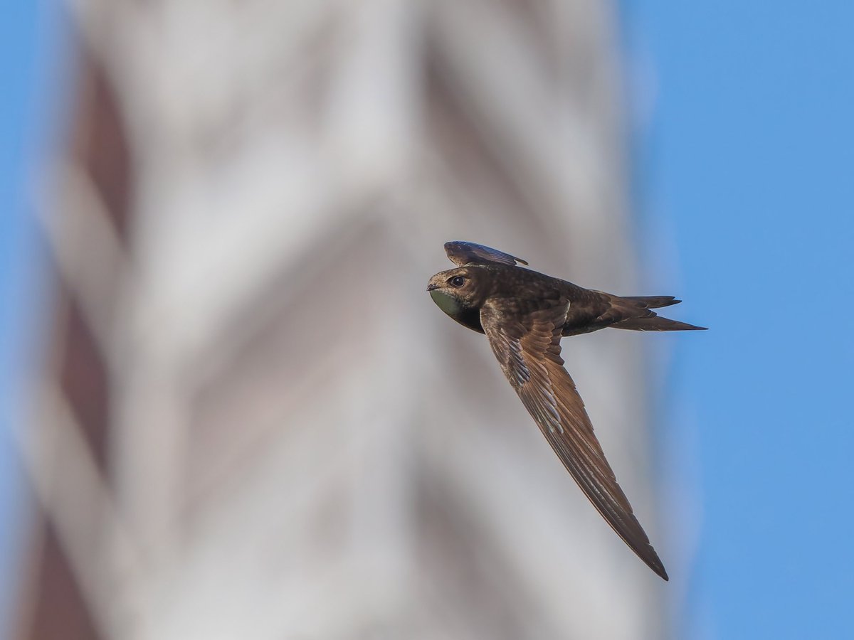 Swift Flypast at St Mary’s Church, Guilden Morden <a href="/swifts_uk/">UKSwifts</a> <a href="/CambsBirdClub/">Cambs Bird Club</a> <a href="/Natures_Voice/">RSPB</a>