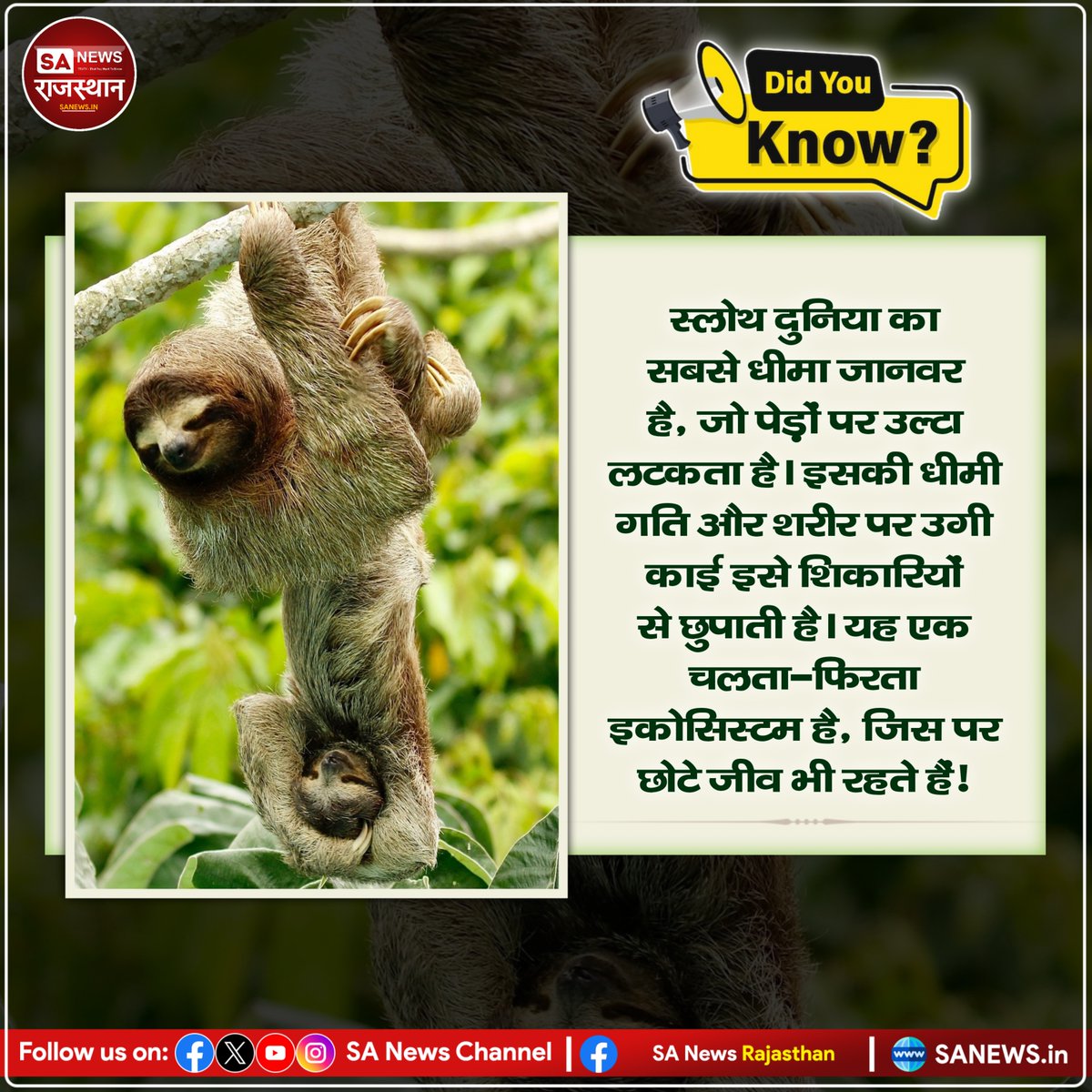 SANewsRajasthan's tweet photo. Did You Know? स्लोथ दुनिया का सबसे धीमा जानवर है, जो पेड़ों पर उल्टा लटकता है। इसकी धीमी गति और शरीर पर उगी काई इसे शिकारियों से छुपाती है। यह एक चलता-फिरता इकोसिस्टम है, जिस पर छोटे जीव भी रहते हैं!
#SlothFacts #SlowestAnimal #NatureDocumentary #SlothLife #WildlifeWonder https://t.co/0T2gszjHnb