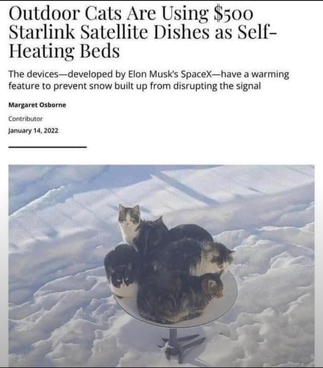 cats with powerful impression 🐾 tweet media