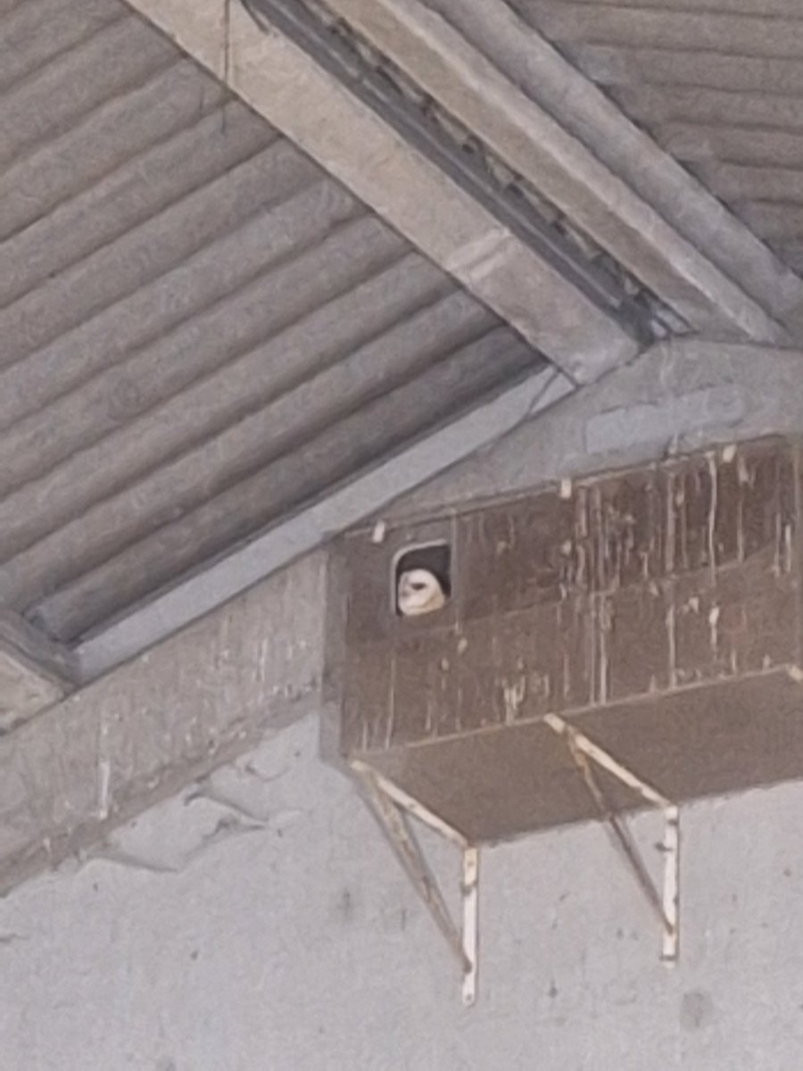 Den ul is back.
Eigenlijk is die nooit weggeweest maar je ziet hem gewoon niet.