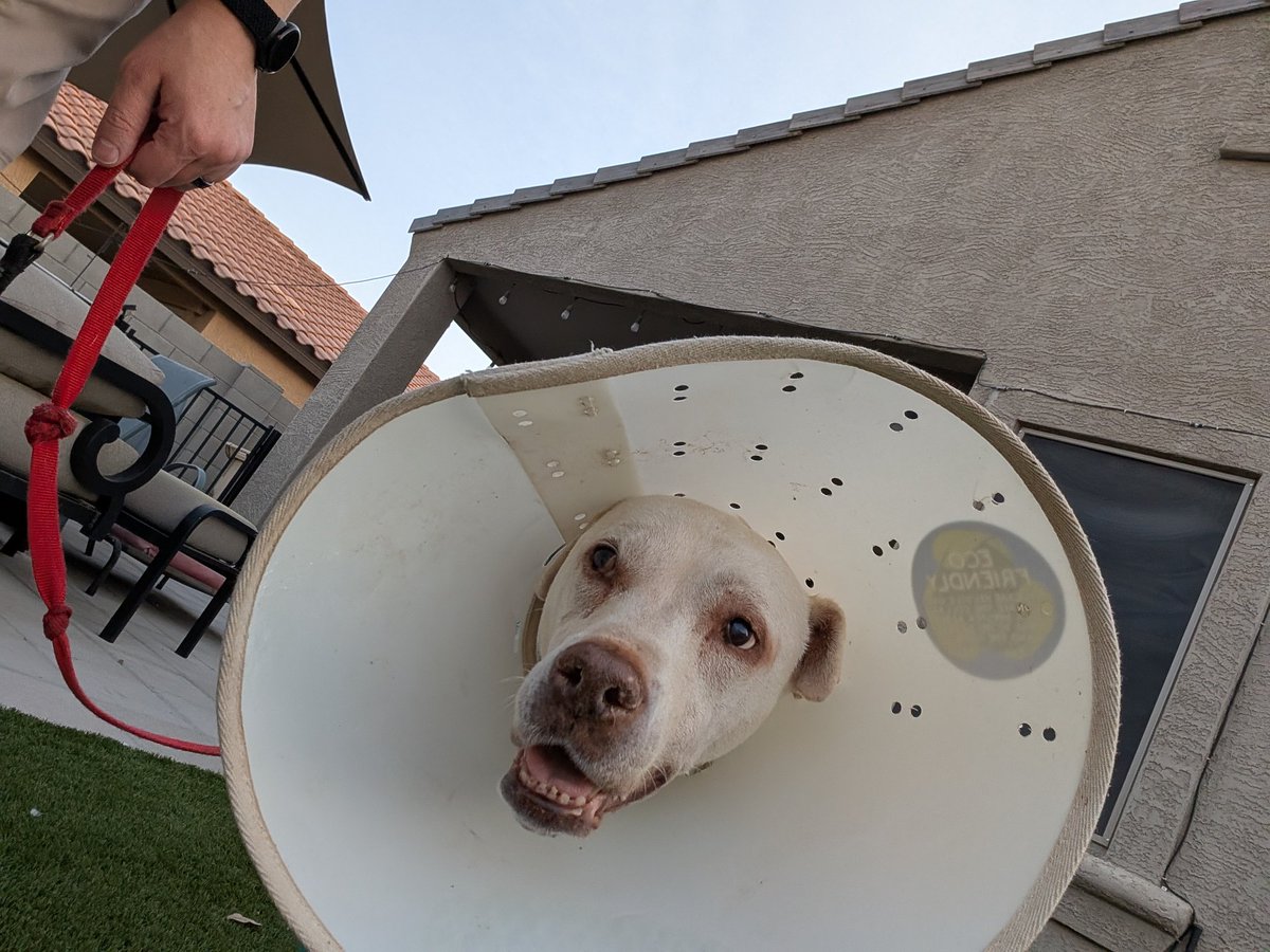 Look who's up walking around and doing his business outside!🥰