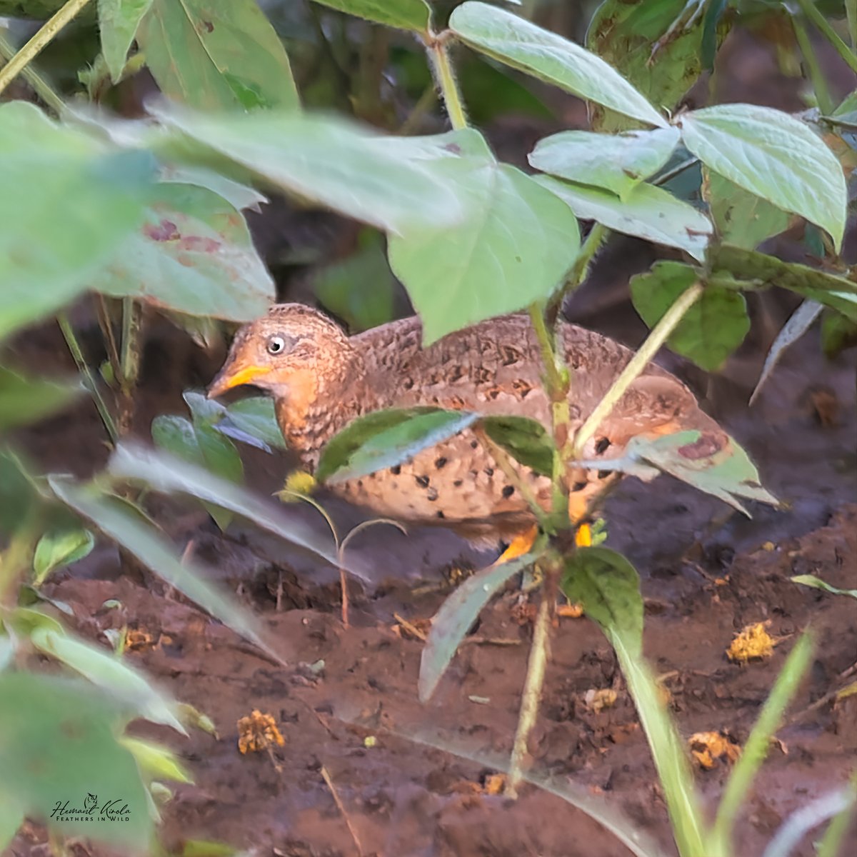 kirola_hemant's tweet image. A daily dose of new bird.

My Bird No. 436

Yellow-legged Buttonquail

Would love to see any &apos;Buttonquails&apos; species from your gallery.

#IndiAves #ThePhotoHour #NikonIndia