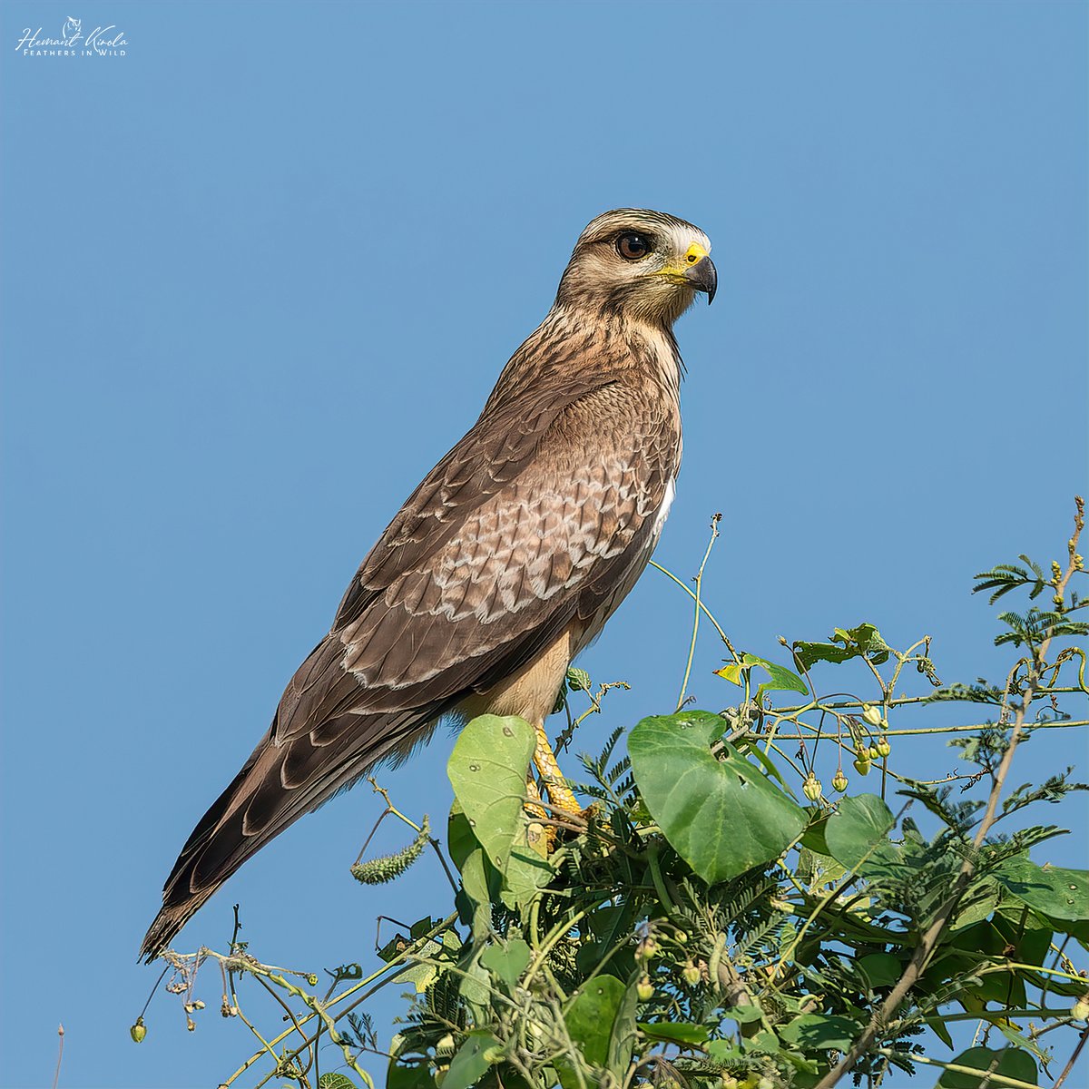 kirola_hemant's tweet image. A daily dose of new bird. 

My Bird No. 430

White-eyed Buzzard

Would love to see any &apos;Hawks, Kites or Eagles&apos; species from your gallery. 

#IndiAves #ThePhotoHour #NikonIndia