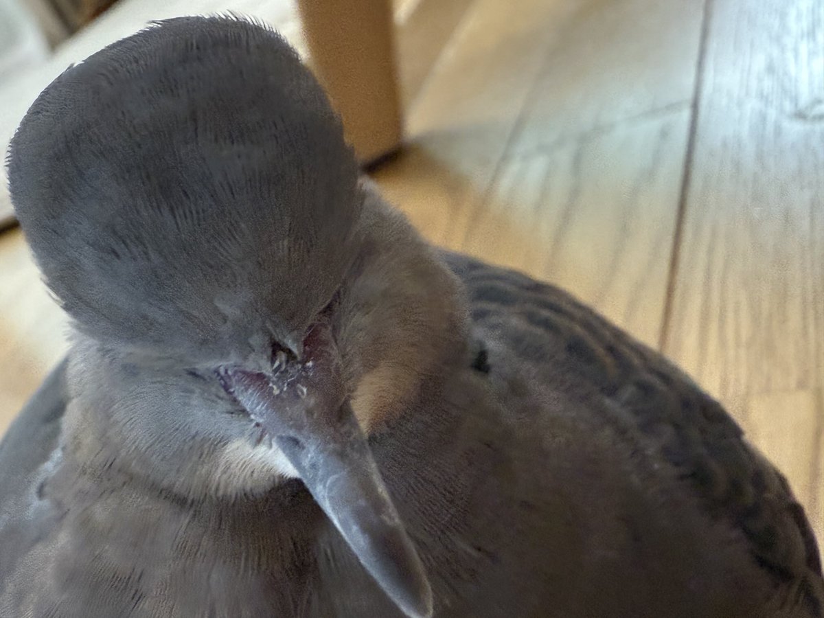 おとしゃんがおちゃわんを洗ってる

糸まってるね

#糸の世界 #キジバト