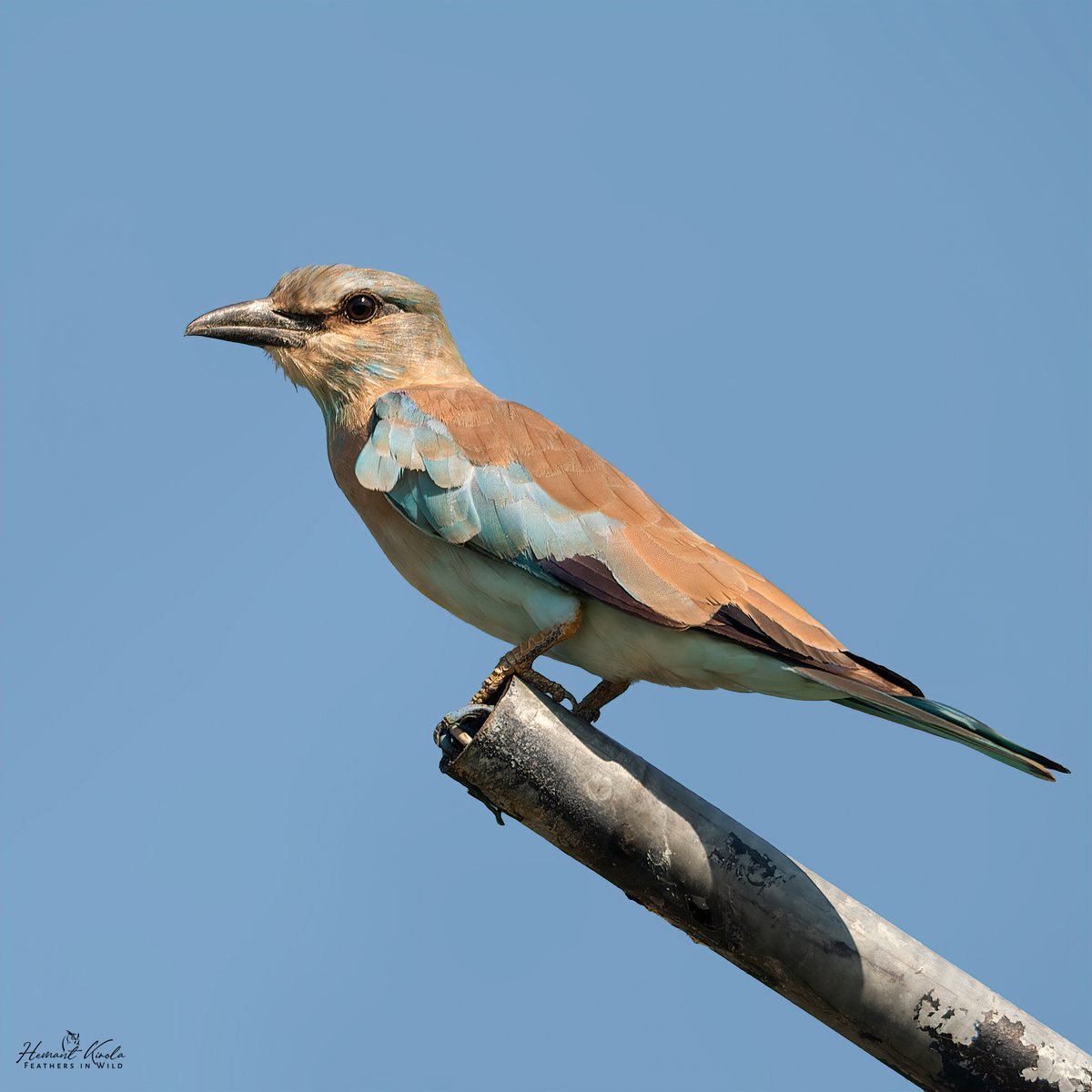 kirola_hemant's tweet image. A daily dose of new bird.

My Bird No. 431

European Roller

Would love to see any &apos;Rollers&apos; species from your gallery.

#IndiAves #ThePhotoHour #NikonIndia