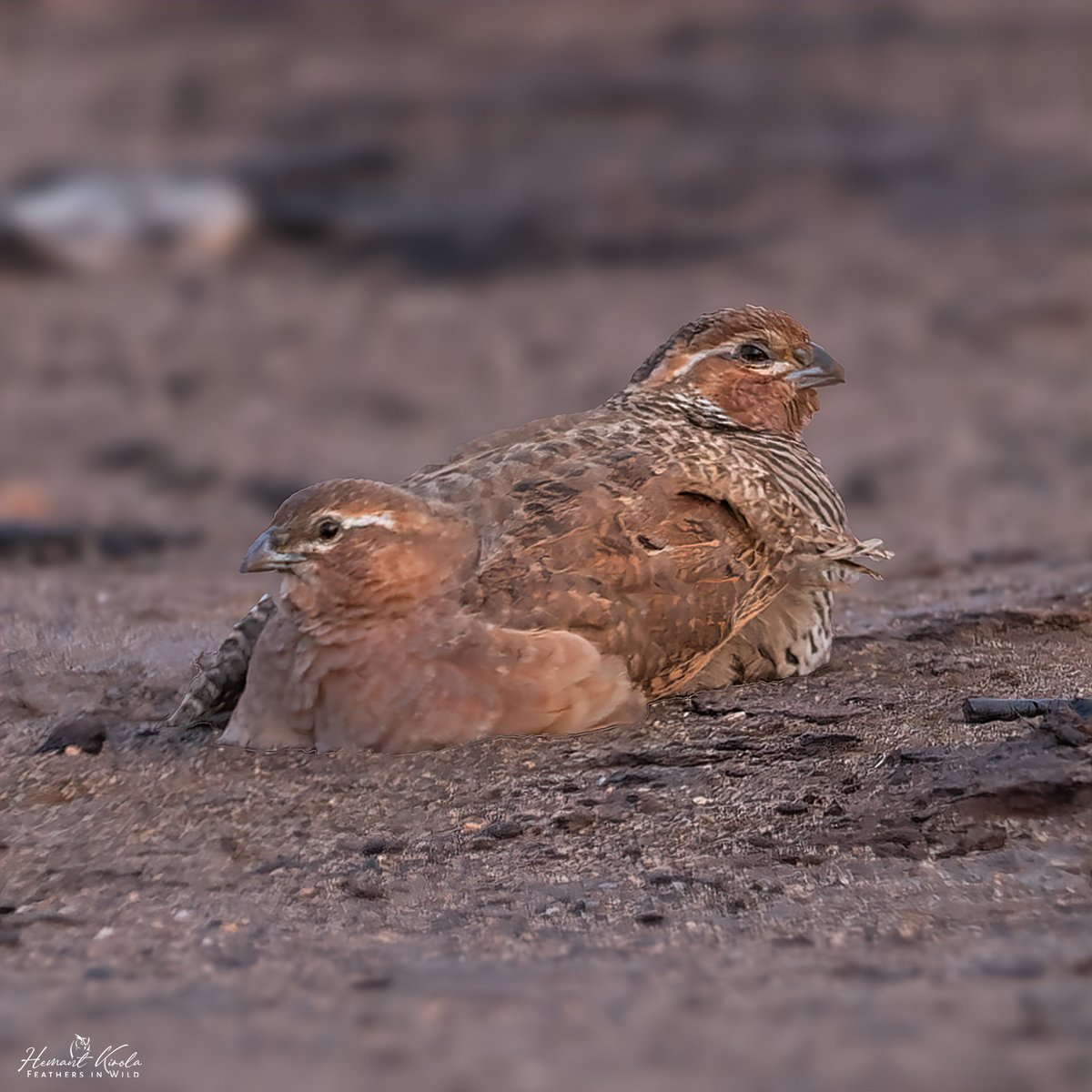 kirola_hemant's tweet image. A daily dose of new bird.

My Bird No. 433

Rock Bush Quail

Would love to see any &apos;Pheasants and Partridges&apos; species from your gallery.

#IndiAves #ThePhotoHour #NikonIndia