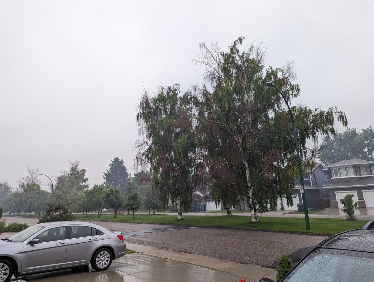 ReemWheat's tweet image. Too much fog, too much fine rain, bit coolish, that is not just a rainy day, that is stripe rust best infection day!