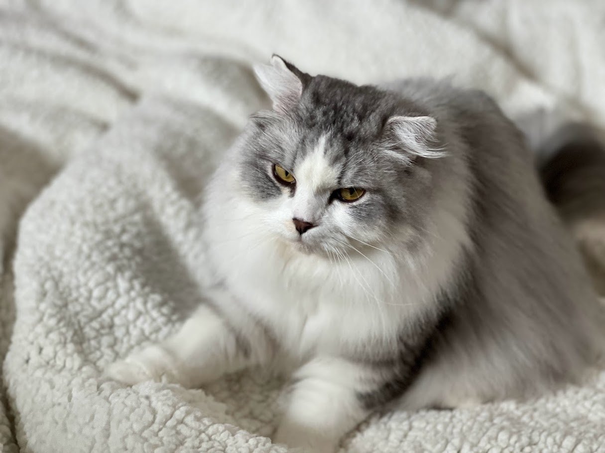 ビンテージフェントンの猫★這っている猫（fe07_1) 2025年最新】フェントン 猫の人気アイテム - メルカリ