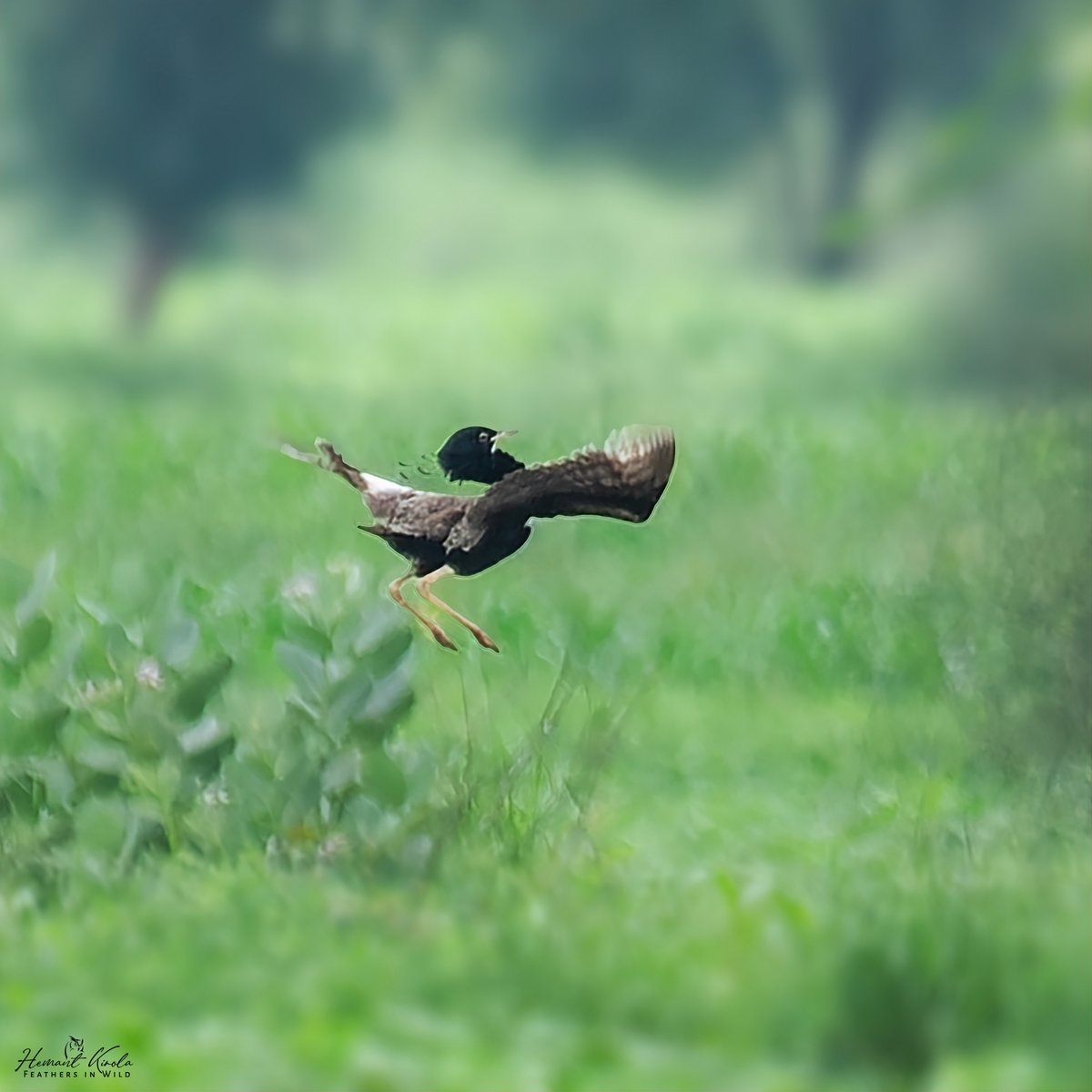 kirola_hemant's tweet image. A daily dose of new bird.

My Bird No. 434

Lesser Florican

Would love to see any &apos;Bustards&apos; species from your gallery.

#IndiAves #ThePhotoHour #NikonIndia