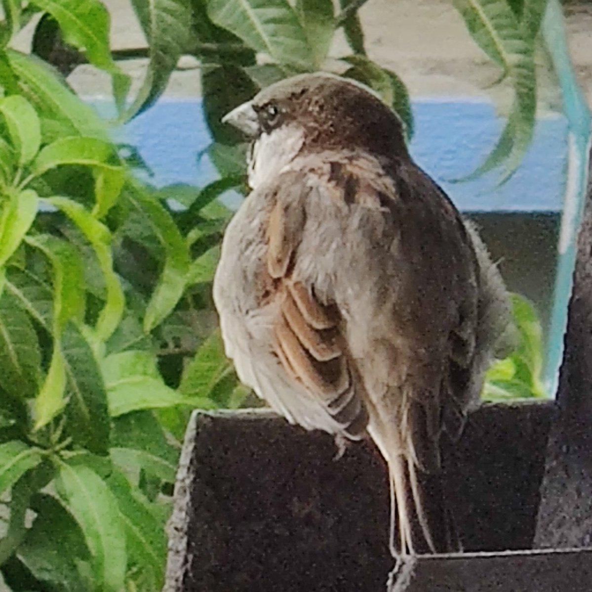 #theme_pic_india_birds
सुप्रभात