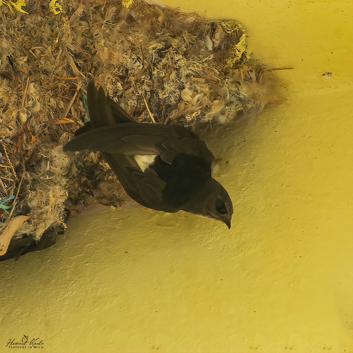 kirola_hemant's tweet image. A daily dose of new bird.

My Bird No. 435

Little Swift

Would love to see any &apos;Swifts&apos; species from your gallery.

#IndiAves #ThePhotoHour #NikonIndia