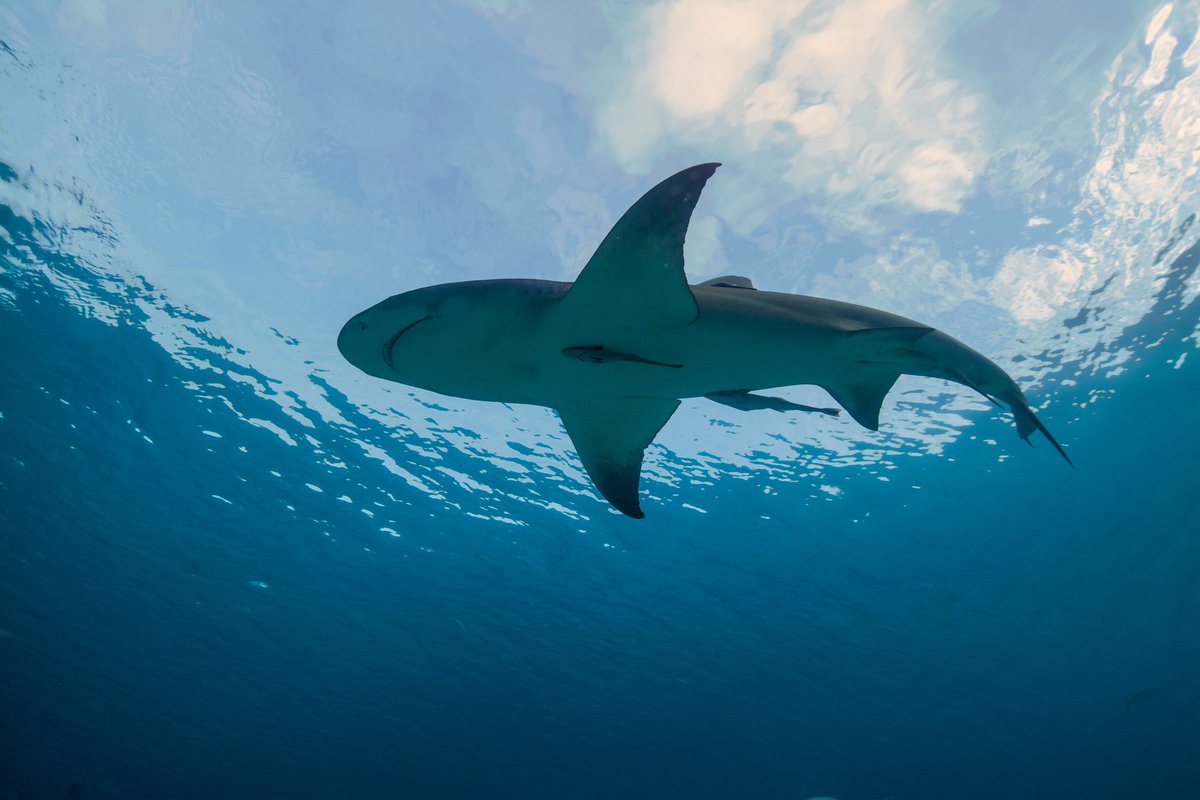 Happy Shark Awareness Day—a day to celebrate and highlight the research and conservation of these apex predators.

During our 4 decades of research, we've had the chance to observe many species: whale sharks, tiger sharks, great hammerheads and others.

Photos: Bethany Augliere