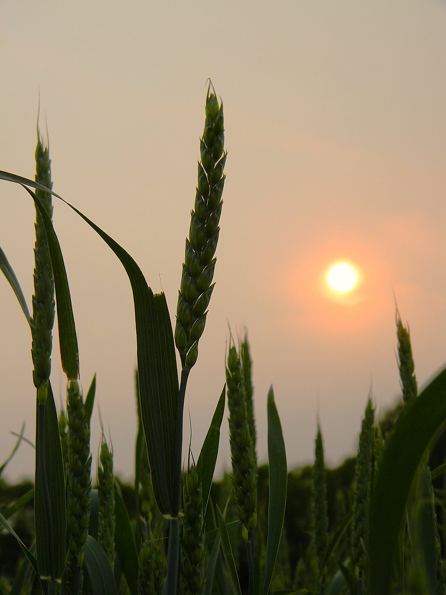 Wheat