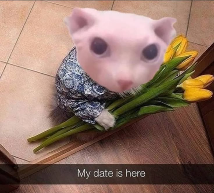 randoᶜʳᶠ tweet media