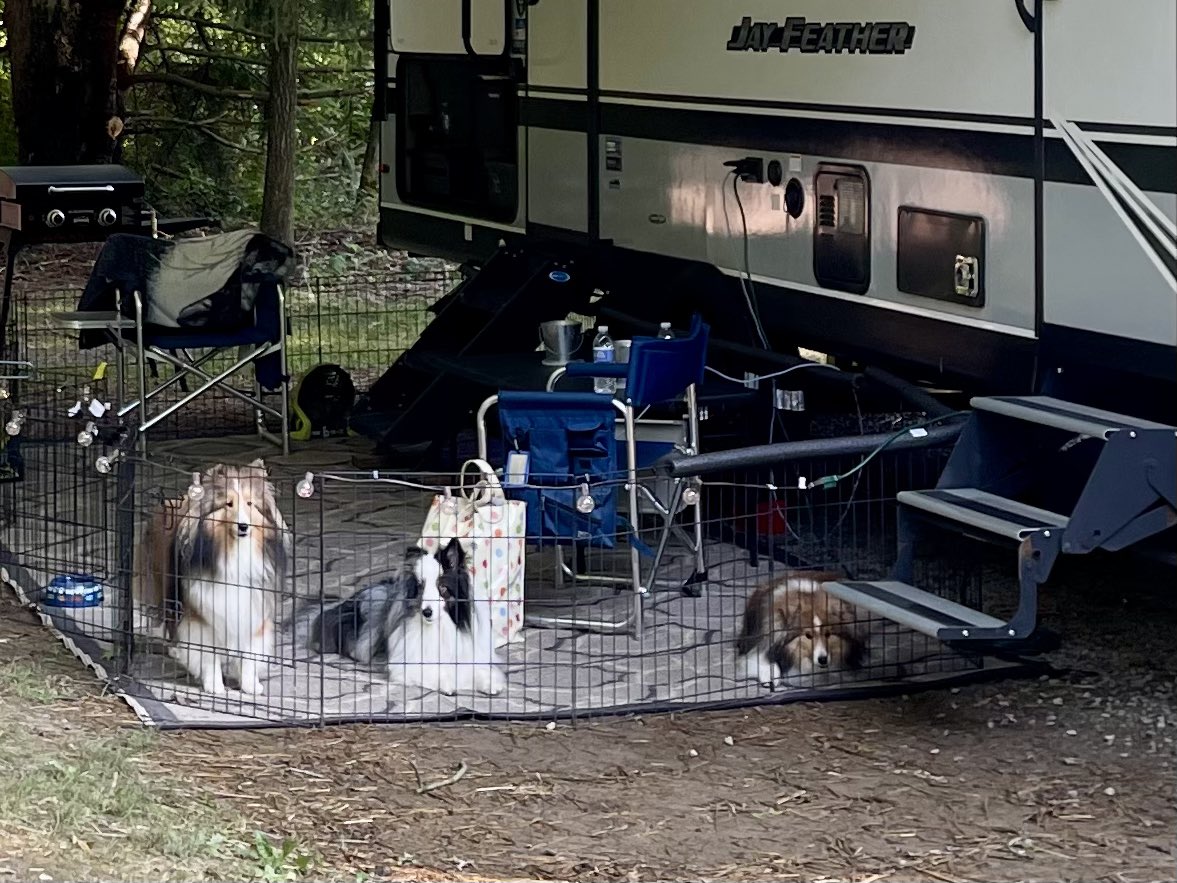 TravelShelties's tweet photo. Camping in OHIO.  It’s a new state for us. Continuing the adventure. Long wakes in the park seeing wildlife. Tomorrow we find trails. The trail dogs can’t wait. #TravelingShelties #shetlandsheepdogs
#shelties https://t.co/2Zpb6zW4Qm