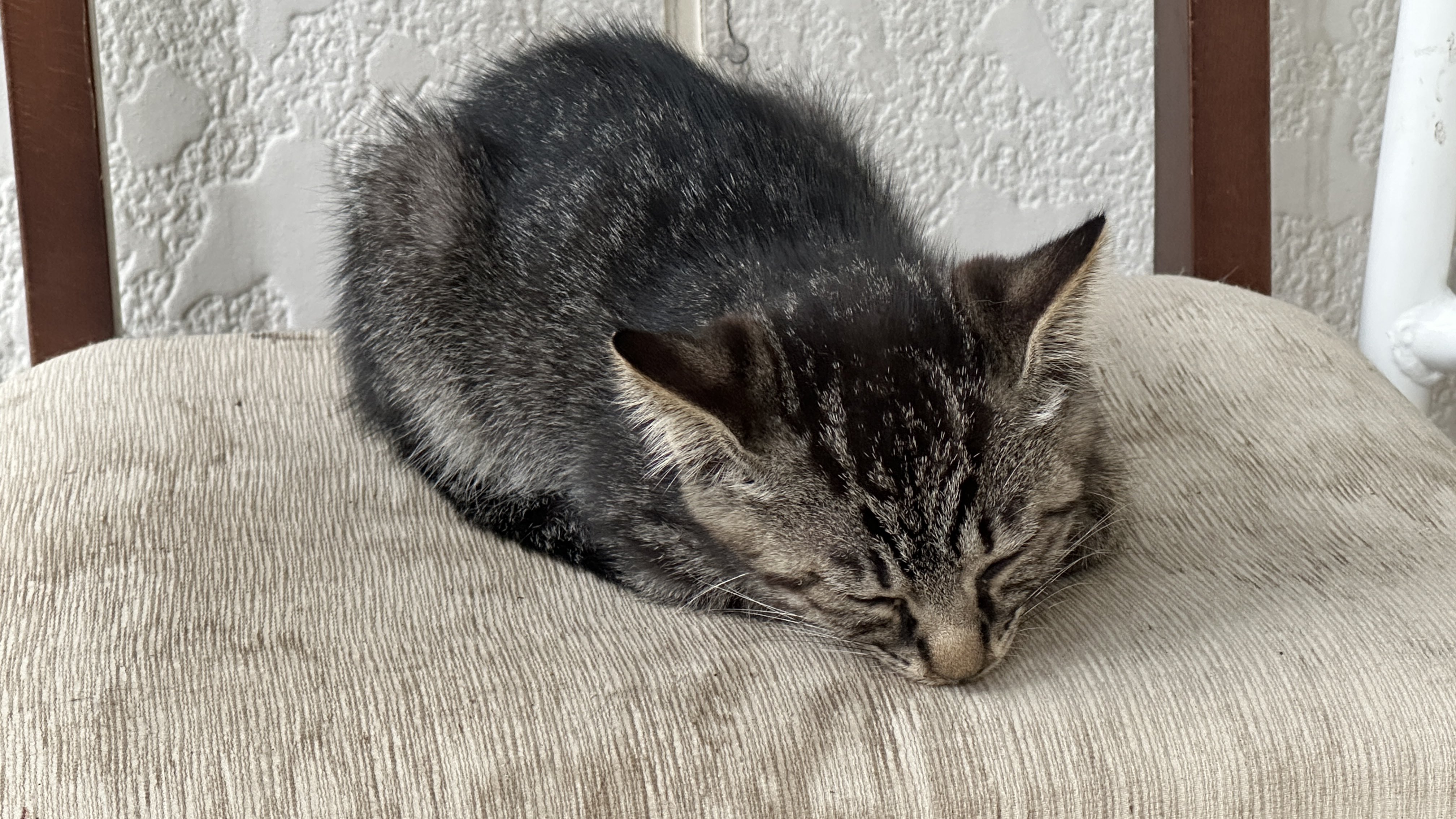 ねこ@ 983a7def6ffa21bff4178b7f0117e0