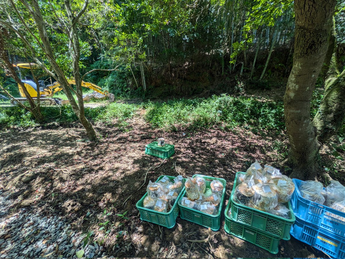 原木舞茸埋めていきまぁす！
楽しみ🤭
動画にもするよ！