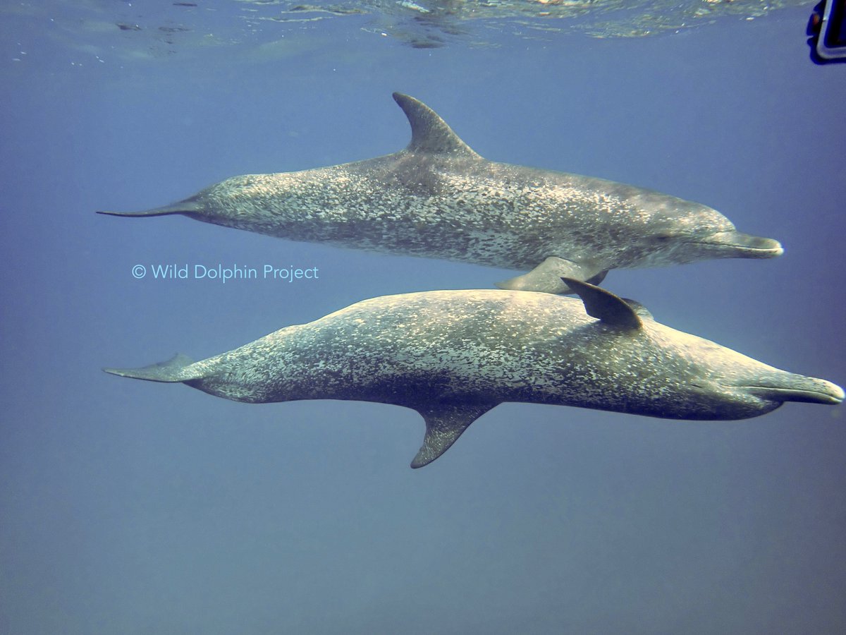 Two males seen on our last trip, Latte and Doublescoop.
#oceanlife #lifeatsea #wilddolphins