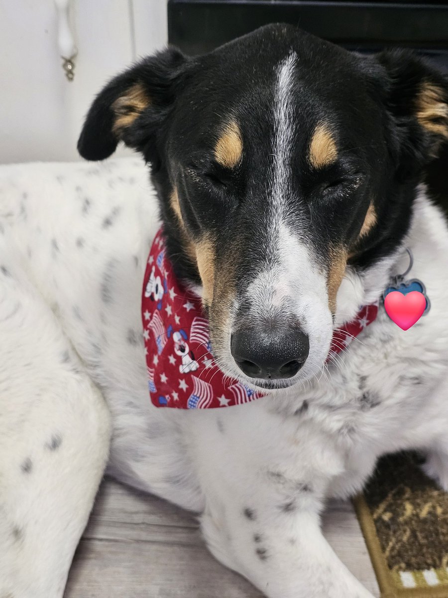 Momma said I was a very good boy at the dogtor today...I don't know what she's talking about, she gave me some "magic cheese" and all I know is pink elephants were everywhere and giving me treats!!   🩷
