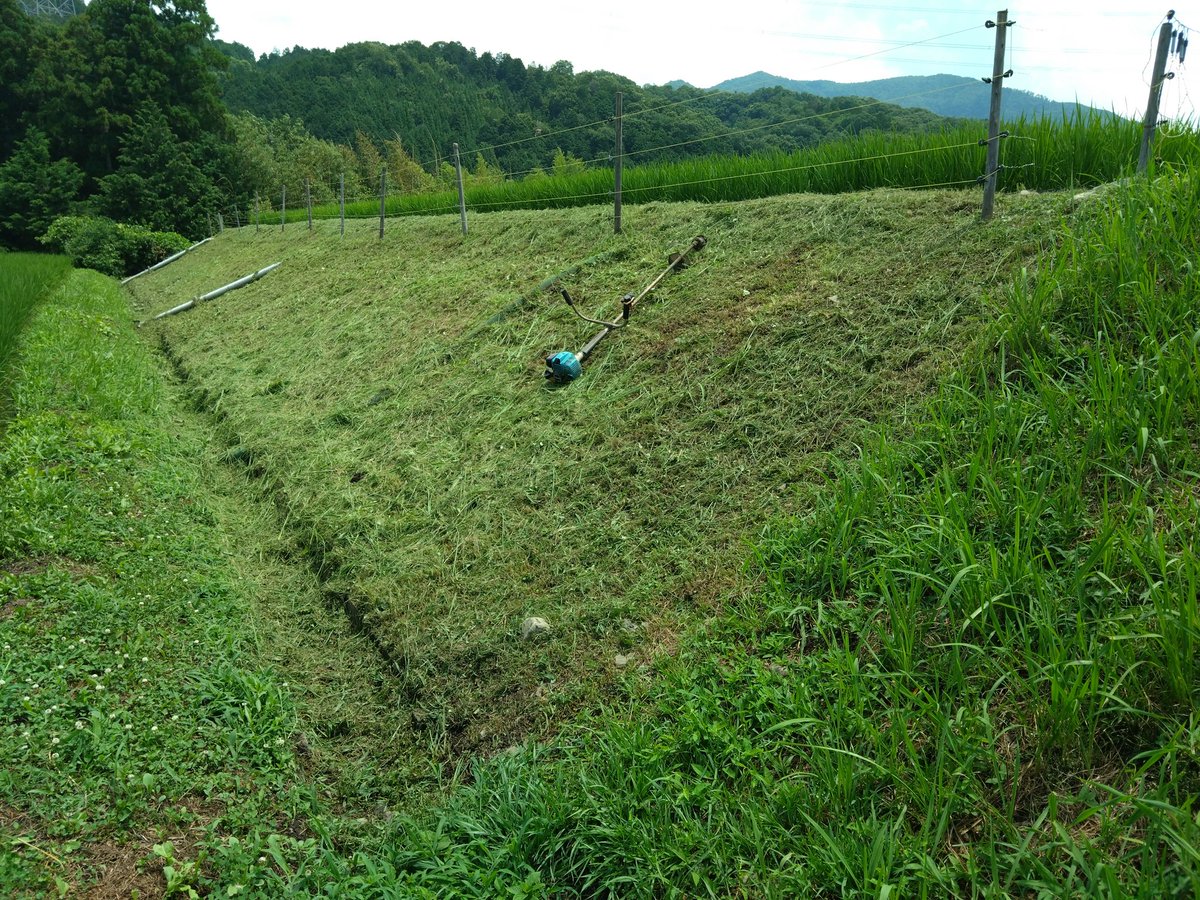 AfXuud427q's tweet photo. お父さんの田んぼだから。というだけの理由で39歳の女が一人で米を作っています。

田んぼには必ず縁(ふち)があって、平らな畦だけじゃなく土手もあるんです。

こういうのも含め管理しているから、お米は決して安いものでは無いと私は思うのです。 https://t.co/sD3KbhL8Kz