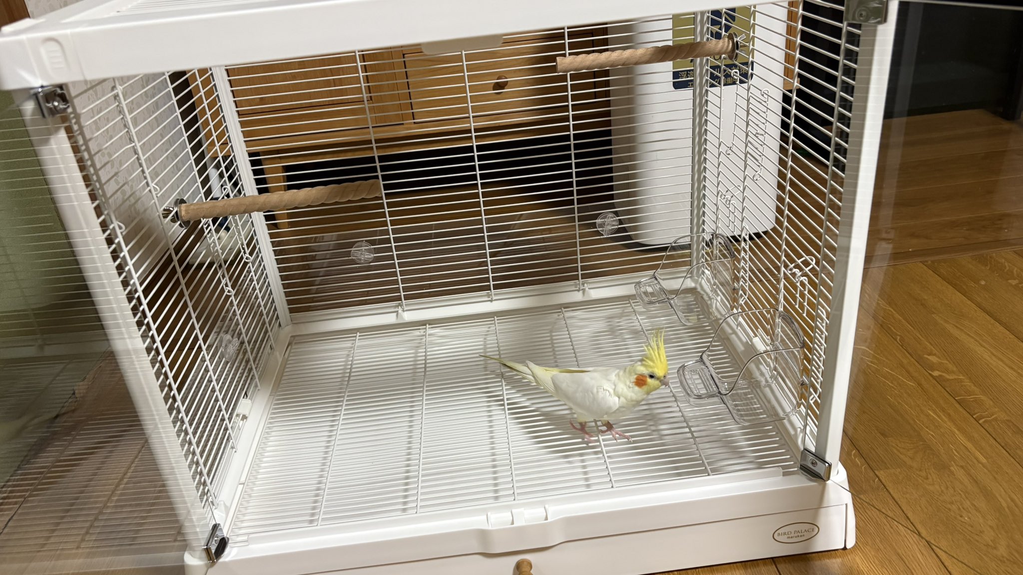 オカメインコすずちゃん on X: 