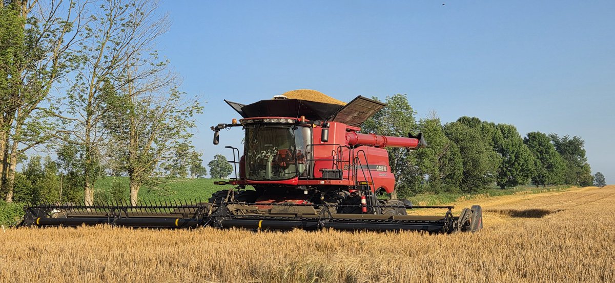 Winter barley coming off. Big crop for the farmer in Belmore