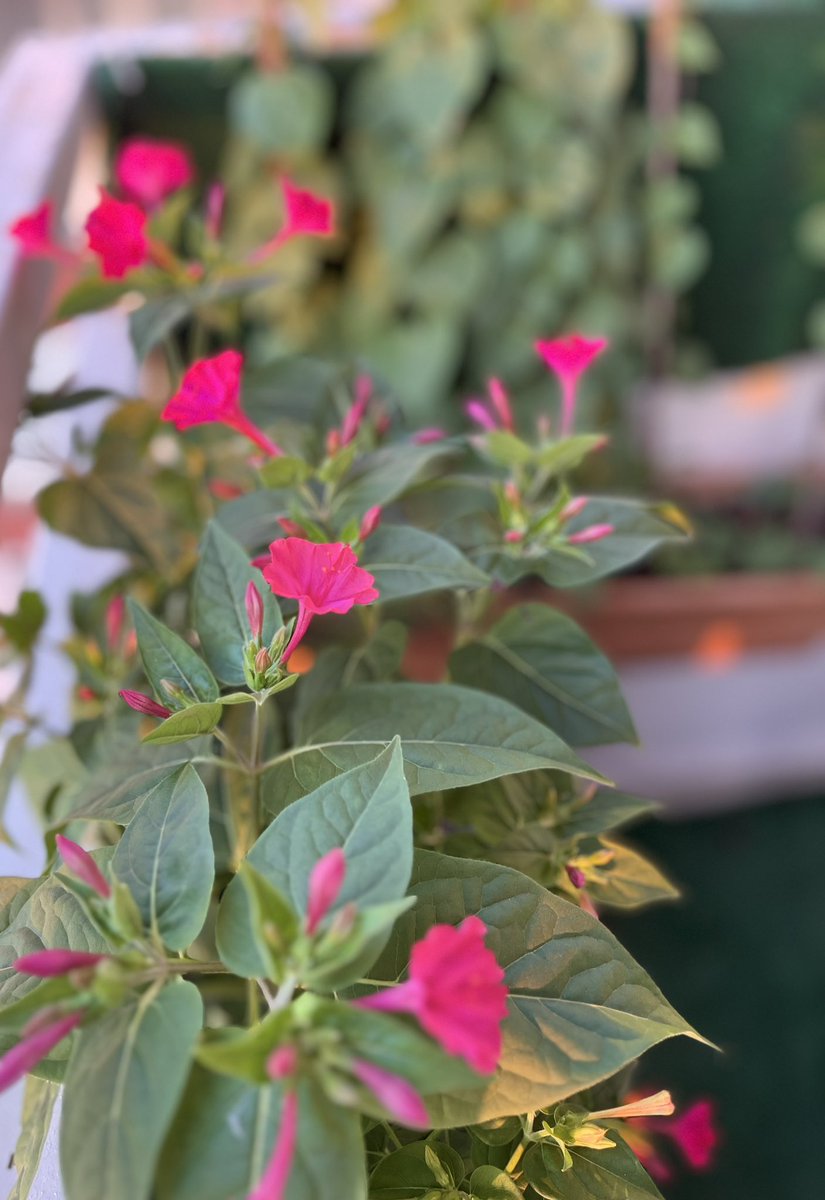 Çiçeklerinizi sulamayı 
ve gülümsemeyi unutmayın…

#günaydın 
#NeMutluTürkümDiyene 
#ÇanakkaleDestanı