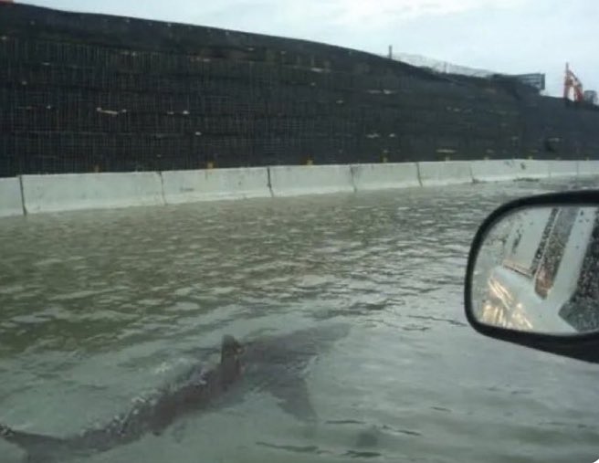 My ride home was crazy!! Had fuckin Jaws in the middle lane 😩😩
