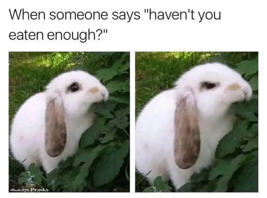 RabbitLoversUSA's tweet photo. https://t.co/4IE54WPLk3