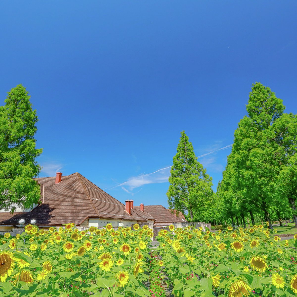 jalannet's tweet image. #関西 の #ひまわり畑
一面に広がるひまわりと青い空🌞夏ならではの光景は見逃せないですね！暑さ対策をして出かけましょう👀

🌻滋賀農業公園ブルーメの丘【滋賀県・日野町】
［見頃］7月下旬～8月中旬　［本数］約10万本

🌻堺・緑のミュージアム ハーベストの丘【大阪府・堺市】…
