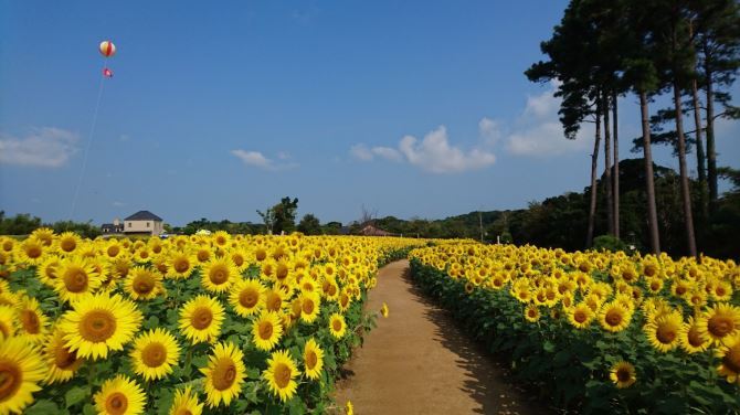 jalannet's tweet image. #関西 の #ひまわり畑
一面に広がるひまわりと青い空🌞夏ならではの光景は見逃せないですね！暑さ対策をして出かけましょう👀

🌻滋賀農業公園ブルーメの丘【滋賀県・日野町】
［見頃］7月下旬～8月中旬　［本数］約10万本

🌻堺・緑のミュージアム ハーベストの丘【大阪府・堺市】…