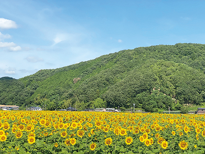 jalannet's tweet image. #関西 の #ひまわり畑
一面に広がるひまわりと青い空🌞夏ならではの光景は見逃せないですね！暑さ対策をして出かけましょう👀

🌻滋賀農業公園ブルーメの丘【滋賀県・日野町】
［見頃］7月下旬～8月中旬　［本数］約10万本

🌻堺・緑のミュージアム ハーベストの丘【大阪府・堺市】…