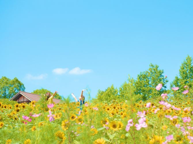 jalannet's tweet image. #関西 の #ひまわり畑
一面に広がるひまわりと青い空🌞夏ならではの光景は見逃せないですね！暑さ対策をして出かけましょう👀

🌻滋賀農業公園ブルーメの丘【滋賀県・日野町】
［見頃］7月下旬～8月中旬　［本数］約10万本

🌻堺・緑のミュージアム ハーベストの丘【大阪府・堺市】…