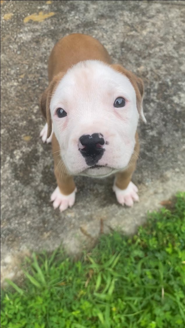 SipKroll's tweet photo. @TmarTn Every since them 2 years passed it was hard to get over super cooper was gon seeing this breaks my heart ik dogs aren’t supposed to live long but koda was one of my favorite dogs to watch on yt I also got a dog name Zeus I’m just loving  every moment with him https://t.co/j2Gig4Goc1