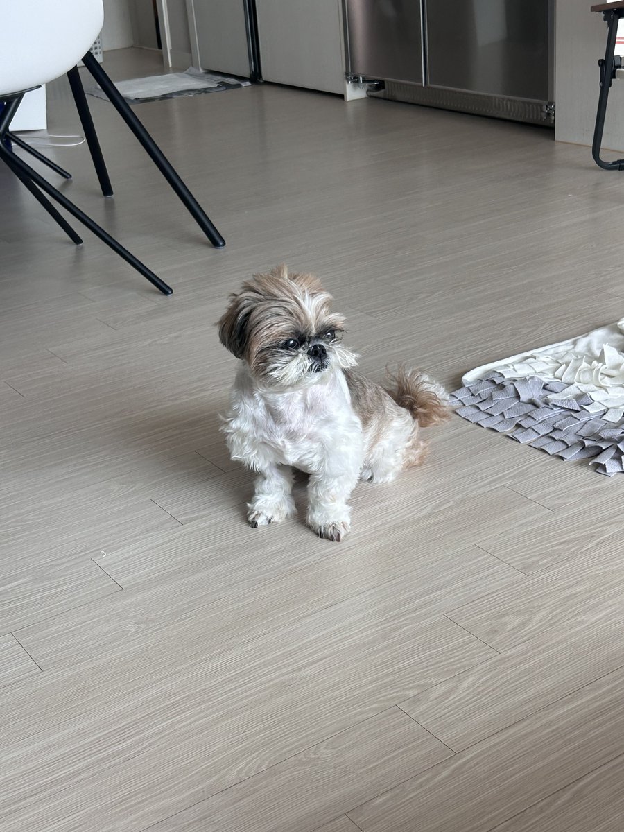 콩알아