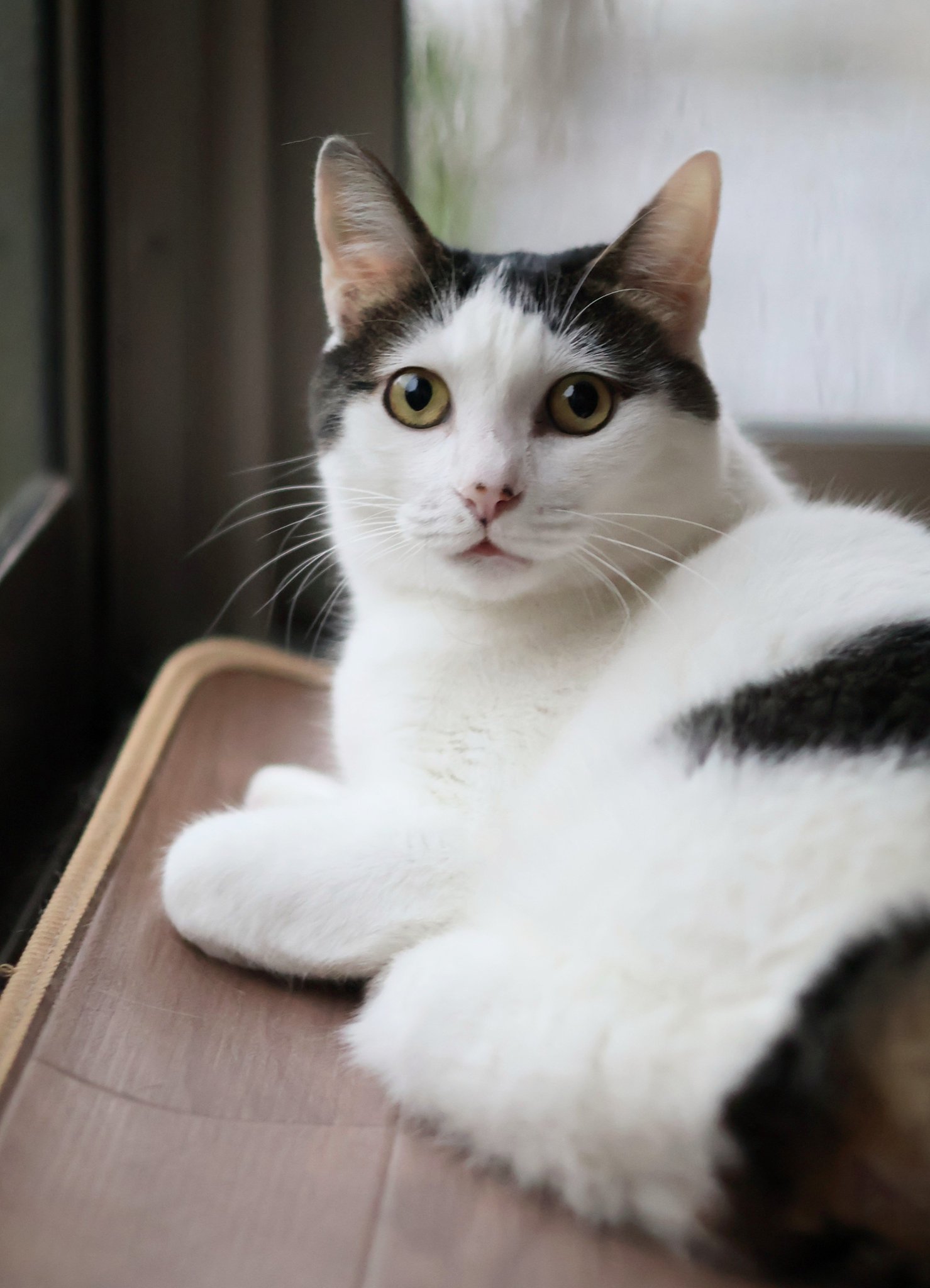 ねこ chica0726-cats&animals on X: 