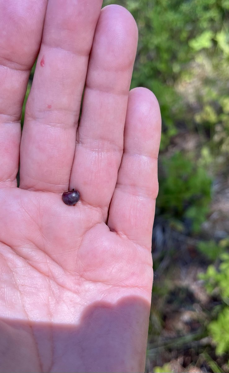 sallymauk's tweet image. Am I looking in the wrong berry patch / or are this season’s hucks just…….. tiny?
#ittybittyhuckleberries
