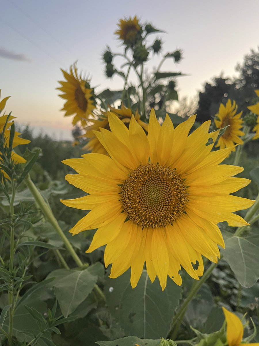 Beautiful flowers