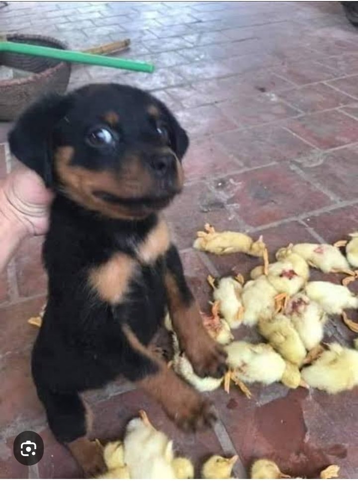 Be unapologetically you 

Do not take responsibility for adults with fragile egos 

Say how you want to say it 

Do it how you want to do it 

It's not YOU who damaged them 

Live your TRUTH 

Sisonke ? Lomnyaakaaa 

               - Elder Rex Midzi-