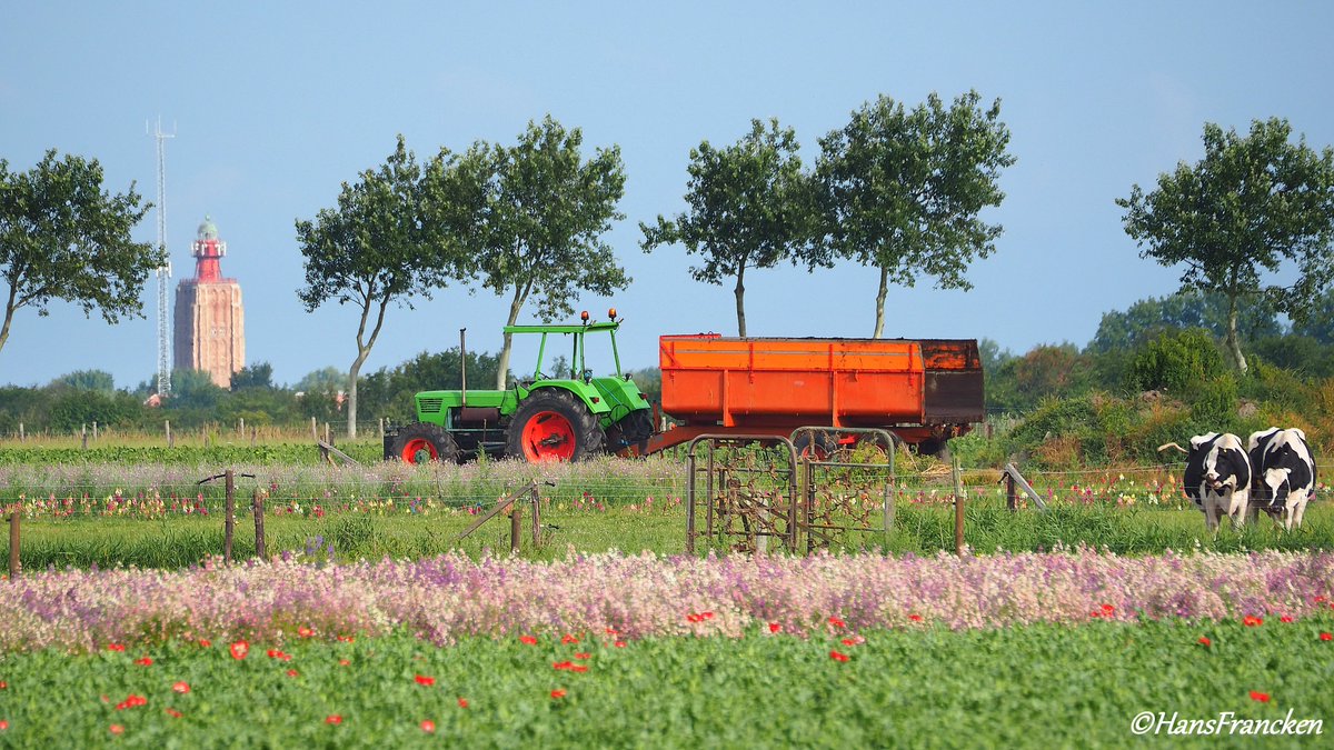 Hoeiemorruhhuh allemaal, mooie dinsdag gewenst! Op heel #Walcheren zie je het aantal percelen waarop bloemen gekweekt worden toenemen. En dat maakt het hier nóg mooier. #Werendijke, #MooiWalcheren, <a href="/MooiZeeland/">MooiZeeland</a>, <a href="/pictureofNL/">Mooi Nederland 🇳🇱</a>