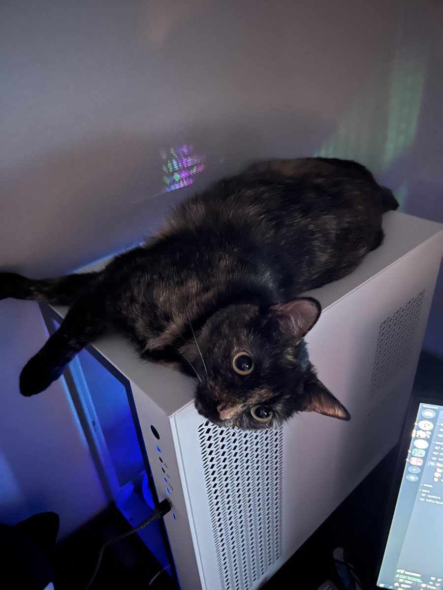 jrhunt's tweet image. I've been awake for 36 hours straight and I would like to see your very best cats. This is mine.