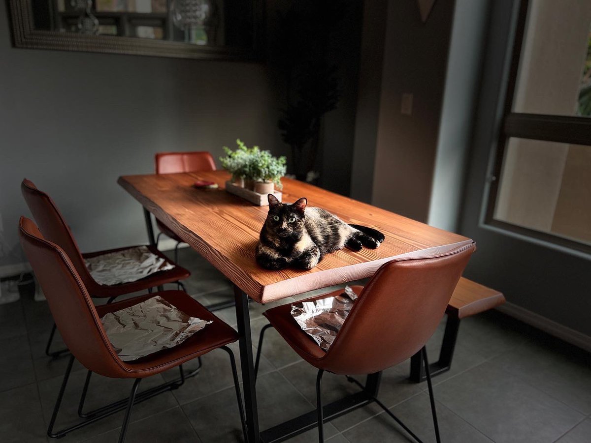 jrhunt's tweet image. I've been awake for 36 hours straight and I would like to see your very best cats. This is mine.
