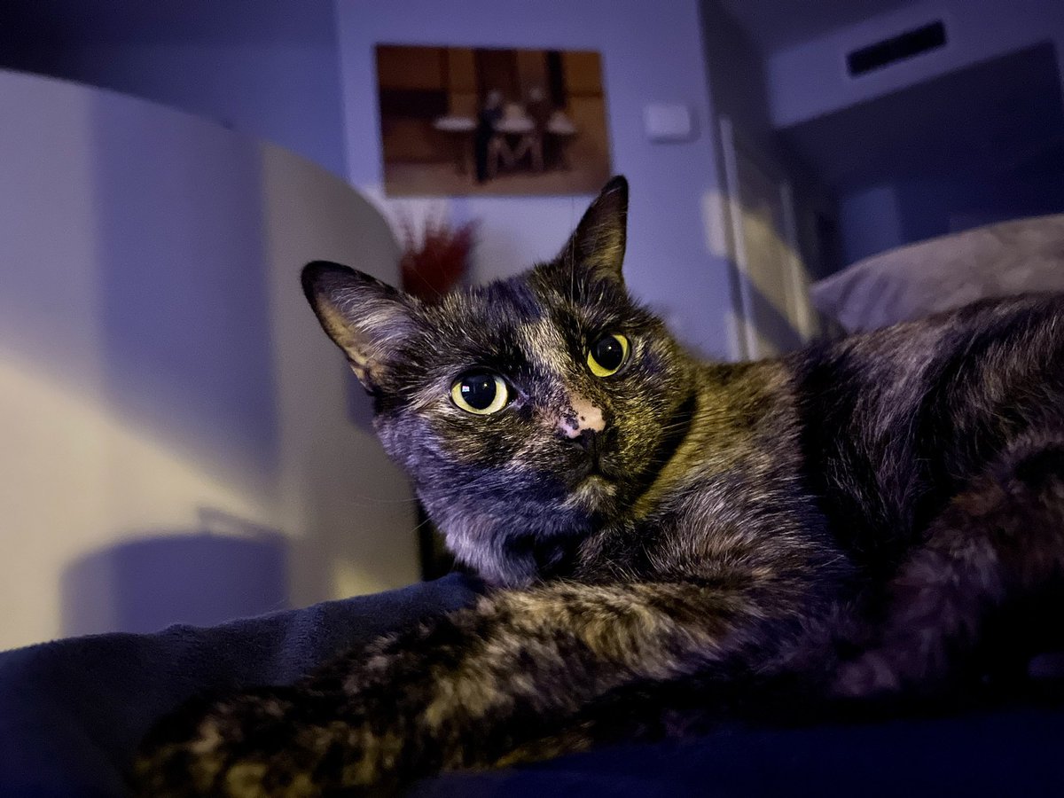 jrhunt's tweet image. I've been awake for 36 hours straight and I would like to see your very best cats. This is mine.