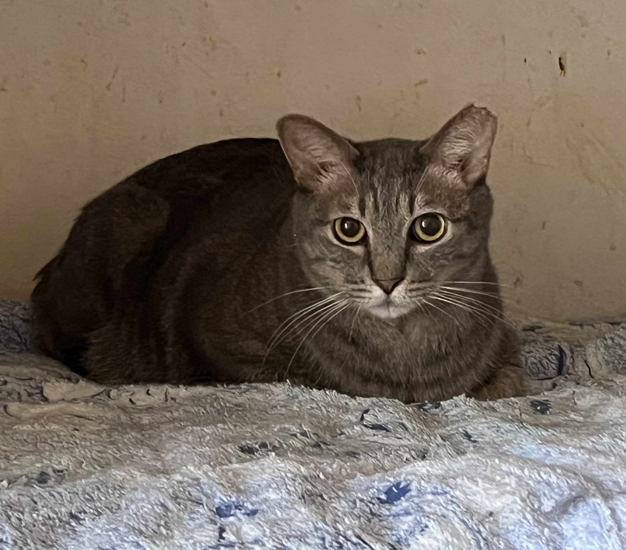 エブリデイゴールドラッシュマネージャー早川 on X: 