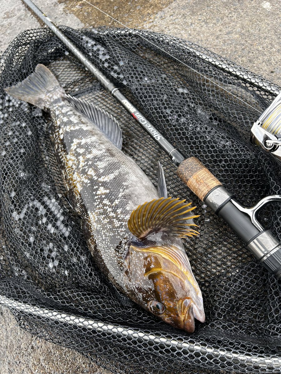 仕事終わりの30分
湾内アイナメ40UP
#palmsfishing 
#ショアガンエボルブ