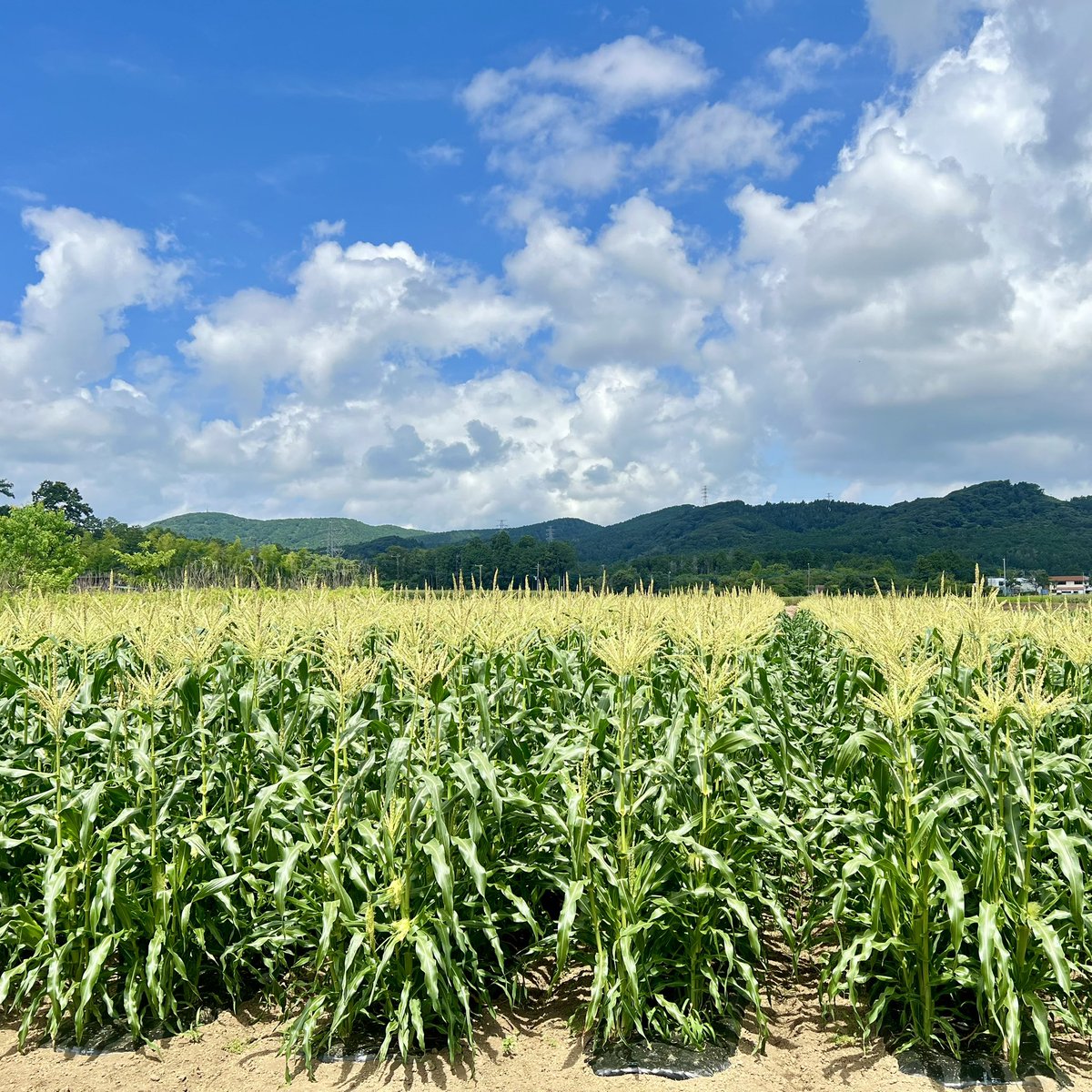Miyuyu_117117's tweet image. トウモロコシ狩りに行ってきた🌽
収穫のパキッが気持ちいい ̖́-
じゃがいもとにんじんの詰め放題にも
挑戦🥔🥕限界まで詰め込みましたᐝ
初めての体験とっても楽しかった!!
#とうもろこし狩り #野菜詰め放題