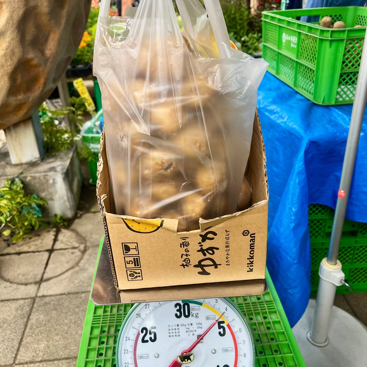 Miyuyu_117117's tweet image. トウモロコシ狩りに行ってきた🌽
収穫のパキッが気持ちいい ̖́-
じゃがいもとにんじんの詰め放題にも
挑戦🥔🥕限界まで詰め込みましたᐝ
初めての体験とっても楽しかった!!
#とうもろこし狩り #野菜詰め放題