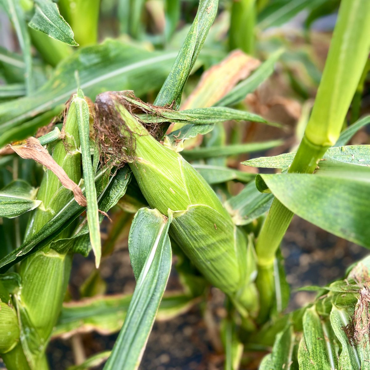 Miyuyu_117117's tweet image. トウモロコシ狩りに行ってきた🌽
収穫のパキッが気持ちいい ̖́-
じゃがいもとにんじんの詰め放題にも
挑戦🥔🥕限界まで詰め込みましたᐝ
初めての体験とっても楽しかった!!
#とうもろこし狩り #野菜詰め放題