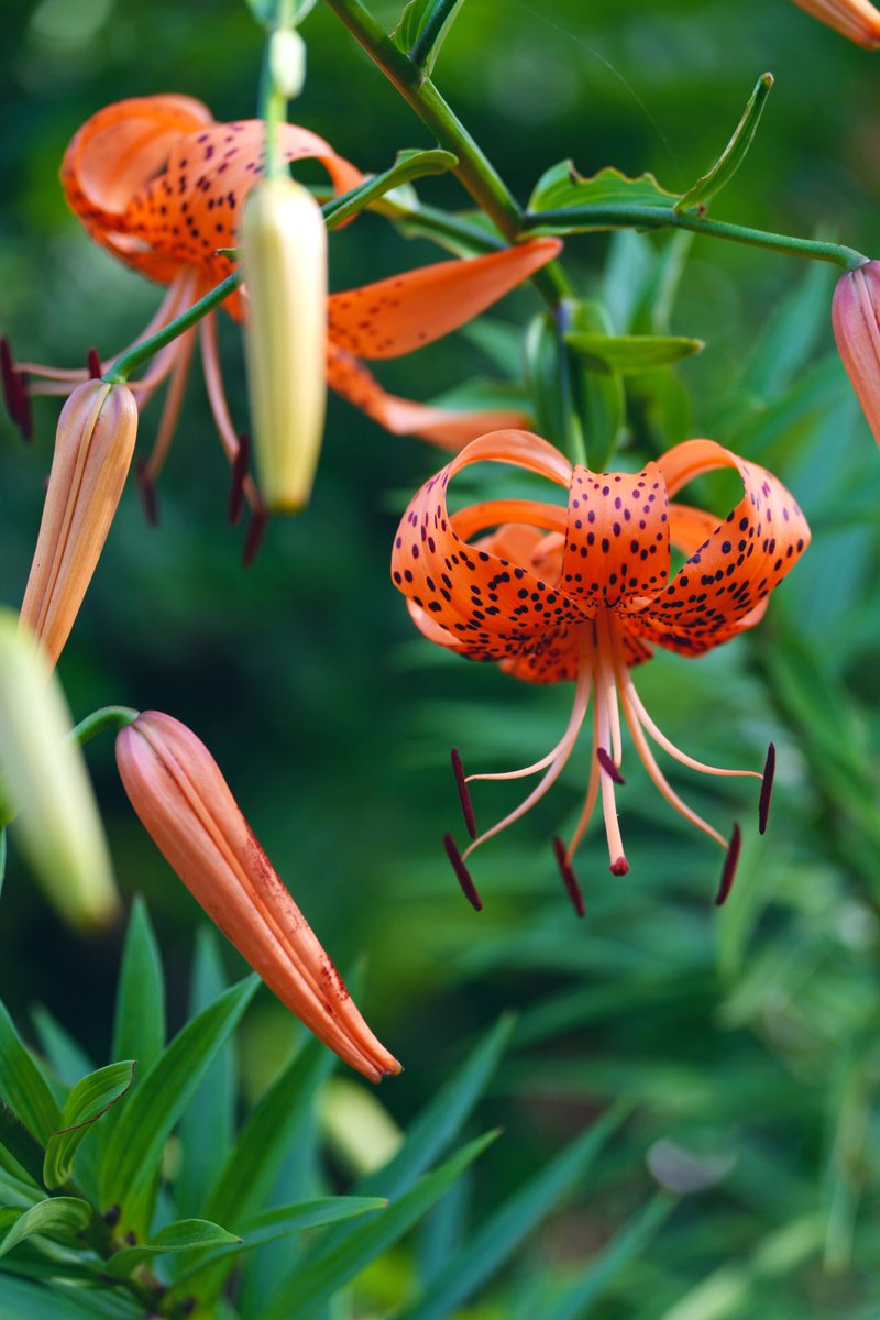 オニユリ🧡
植物園で

 #オニユリ
 #花写真
 #ファインダー越しの私の世界