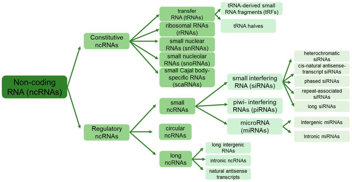 Non_Coding_RNA's tweet image. 🌟Presenting Our Review Paper🌟

&quot;The Emerging Role of Non-Coding #RNAs (#ncRNAs) in Plant Growth, Development, and Stress Response Signaling&quot; from Amit Yadav et al. @MDPIOpenAccess 

Full text: mdpi.com/2311-553X/10/1…